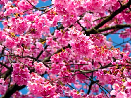 Menikmati Tebaran Bunga Sakura Di Sakurayama Park Balipuspanews Com