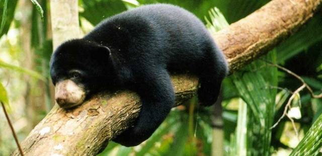 Wisata Beruang Madu Diminati Anak-Anak Sekolah 