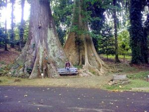 Mitos Pohon Jodoh Di Kebun Raya Bogor Balipuspanews Com