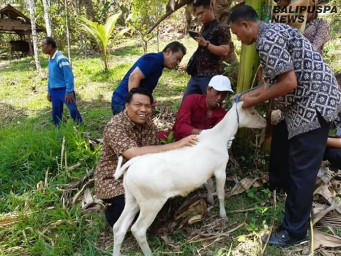Tim Dinas Peternakan dan Kesehatan Hewan Provinsi Bali memeriksa anak sapi putih.