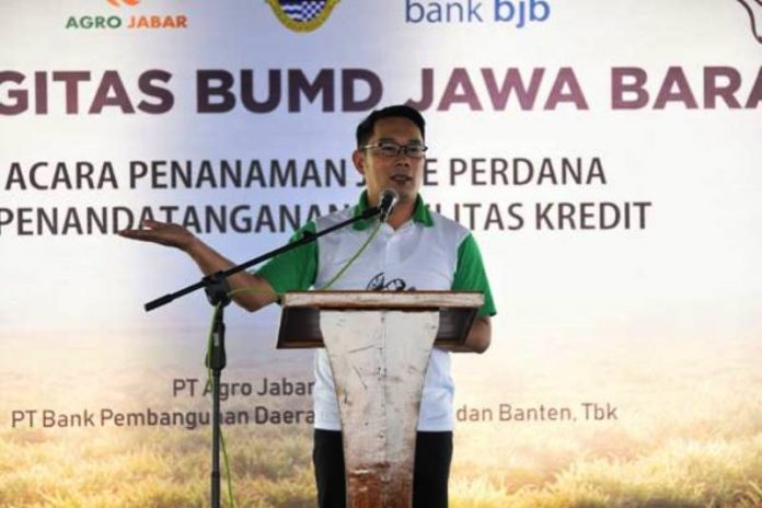 Gubernur Jawa Barat (Jabar) Ridwan Kamil saat menghadiri tanam perdana komoditas jahe di Desa Manyingsal, Kecamatan Cipunagara, Kabupaten Subang, Rabu (19/2/20). (Foto: Rizal/Humas Jabar)