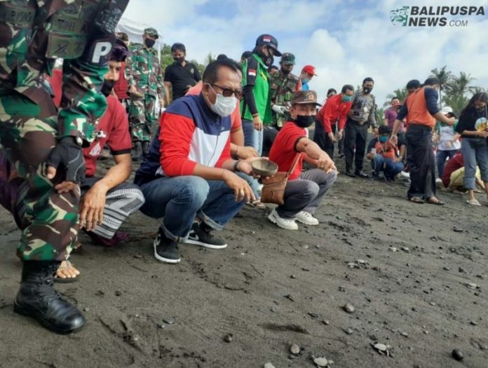 Peringati Hari Konservasi Alam Nasional, 10 Ribu Tukik Dilepas di Pantai Saba Gianyar