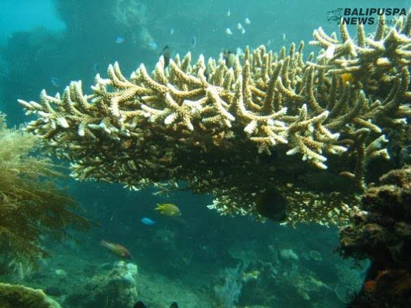 Salah satu wisata terumbu karang bawah laut yang ada di Desa Penuktukan, Kecamatan Tejakula. (Dok. balipuspanews.com)