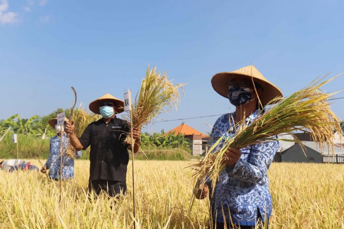 Proses panen Padi Sulutan Unsrat 2 pada lahan Demplot Eco-Farming di Subak Babakan, Desa Sambangan, Kecamatan Sukasada