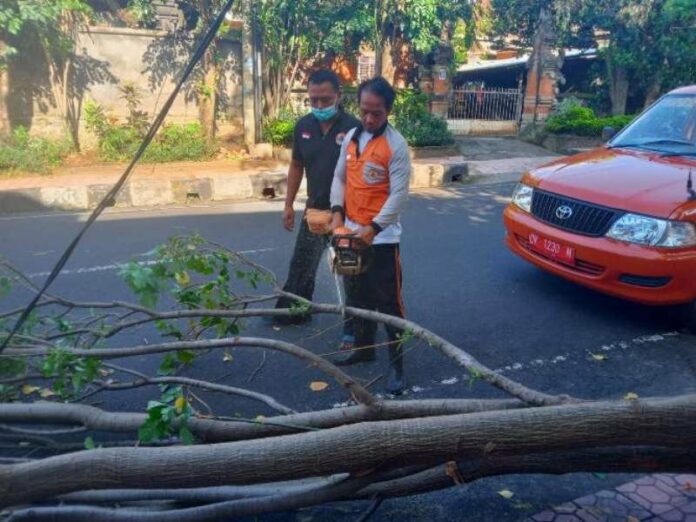 BPBD Klungkung melakukan penebangan pohon guna mengantisipasi datangnya La Nina di Klungkung