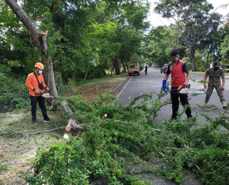 Pemangkasan pohon perindang yang berpotensi tumbang dan membahayakan pengguna jalan di Kelurahan Gilimanuk, Jumat (26/11/2021)