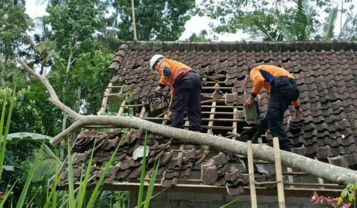 Nampak petugas BPBD Karangasem sedang membersihkan atap rumah yang ditimpa pohon akibat angin ngelinus