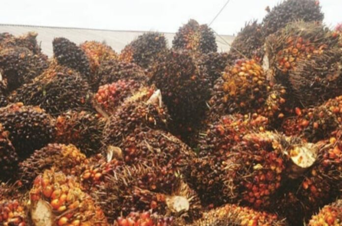 Kelapa sawit yang menjadi bahan utama utama Crude Palm Oil (CPO) merupakan minyak nabati untuk kemudian dioleh menjadi minyak goreng. (Foto: Twitter)