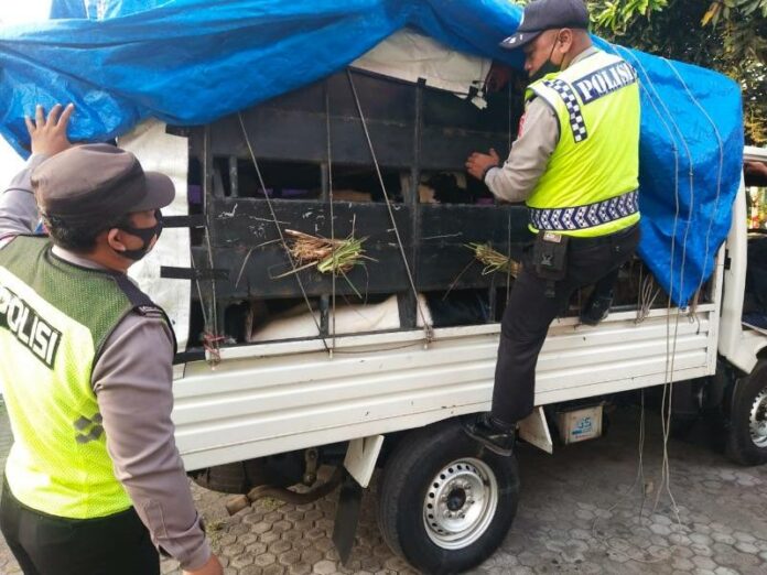 Anggota Polsek Kawasan Pelabuhan Gilimanuk menggagalkan penyelundupan hewan ternak kambing dari Jawa ke Bali