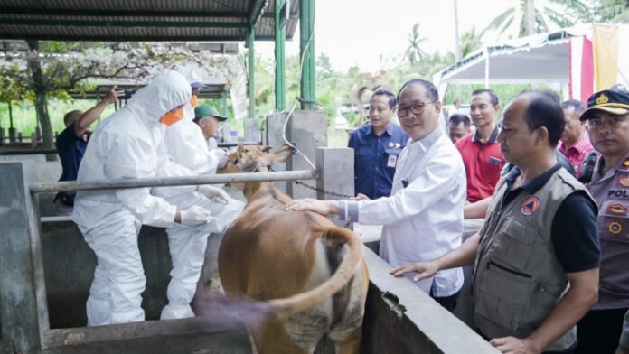 Wakil Bupati Badung I Ketut Suiasa mengikuti acara Kick Off Vaksinasi Booster PMK Nasional secara daring bertempat di Sentra Pembibitan Ternak Sapi Sobangan Mengwi, Sabtu (28/1/2023)