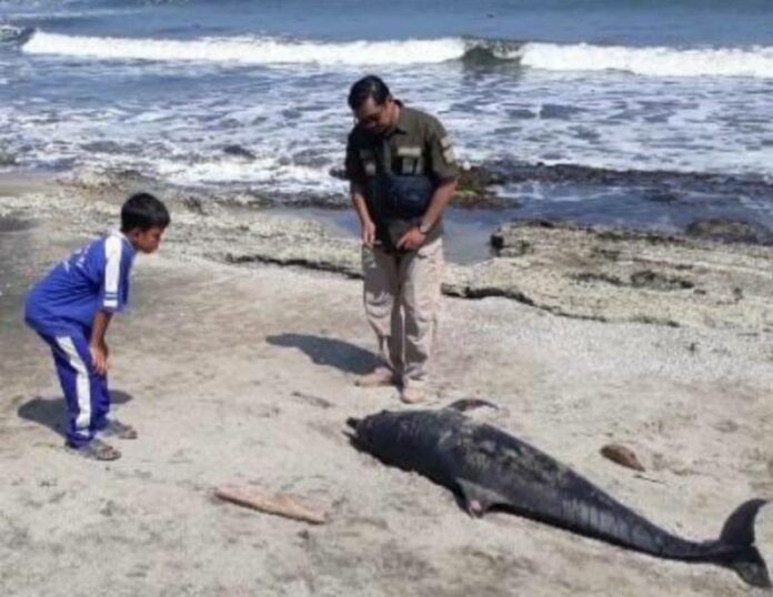 Bangkai seekor ikan lumba-lumba (dolfin) yang sudah menjadi bangkai yang ditemukan di Pantai Cupel, Kecamatan Negara, Kabupaten Jembrana