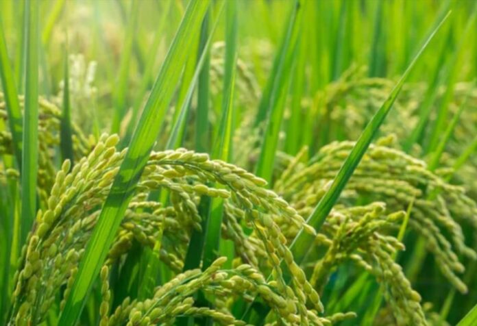 Ilustrasi tanaman padi. Jumlah warga yang berprofesi sebagai petani di Karangasem mulai menurun. Data statistik menunjukkan 70 warga yang menjadi petani diatas 45 tahun. (foto : depositphotos.com)