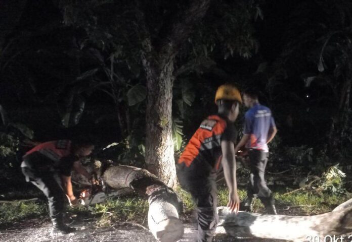 Kecelakaan lalu lintas yang melibatkan pemotor yang menabrak batang pohon tumbang di jalan raya jurusan Denoasar- Gilimanuk