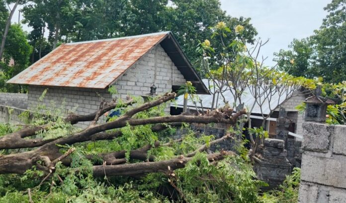 Nampak pohon asem menimpa Pura Keluarga milik Made Arianta di Desa Tulamben, Karangasem