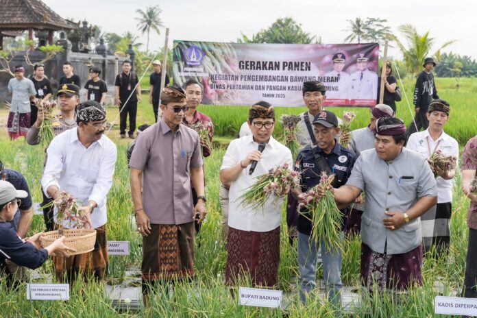 Bupati Badung I Wayan Adi Arnawa menghadiri panen perdana pengembangan bawang merah di Subak Padedekan, Desa Angantaka, Abiansemal, Selasa (19/8/2025)