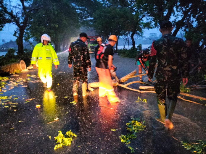 Adanya pohon tumbang akibat hujan yang terus mengguyur Jembrana