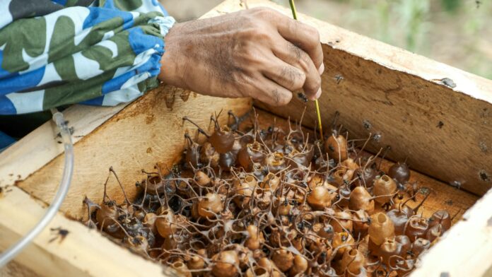 International Coffee Partners (ICP) akan merayakan ulang tahun ke-25 pada tahun 2026.