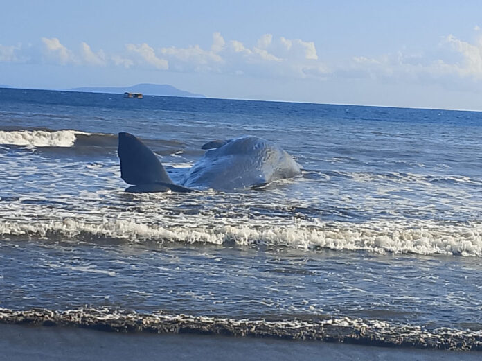 Tampak seeorang ikan paus sperma terdampar di pesisir pantai Banjar Anyar Sari, Desa Nusasari