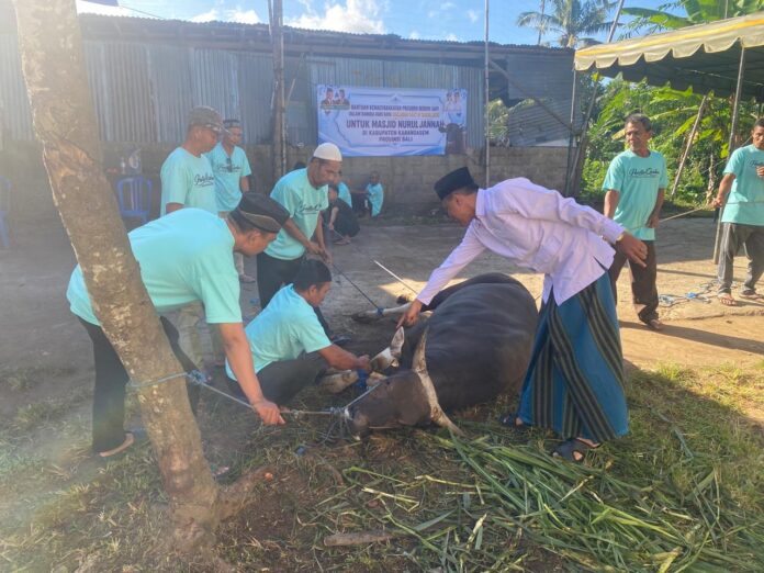 Warga Tiying Jangkrik mendapat bantuan sapi kurban dari Presiden Prabowo menyambut Idul Adha 2026