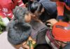 Tali Pengaman Putus, Petani Nira Terjatuh dari Pohon Enau Setinggi 12 Meter di Ubud