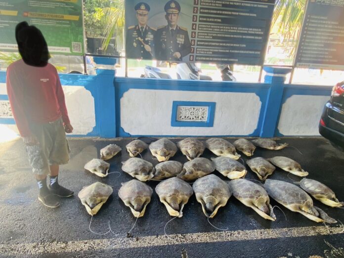 Direktorat Kepolisian Perairan dan Udara (Ditpolairud) Polda Bali berhasil menggagalkan upaya penyelundupan dan perdagangan satwa liar dilindungi jenis penyu hijau di pesisir pantai Kabupaten Buleleng, pada Jumat (19/6/2026)