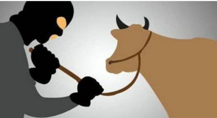 Ilustrasi pencurian sapi. (Gambar : Riau pos)